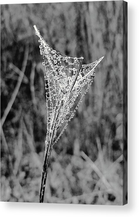 Beautiful Acrylic Print featuring the photograph Mountain Web Dew by Ally White