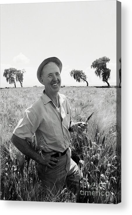 People Acrylic Print featuring the photograph Norman Borlaug by Bettmann
