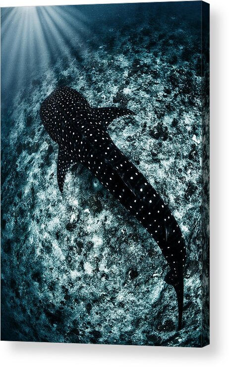 Shark Acrylic Print featuring the photograph Ocean Line by Andrey Narchuk