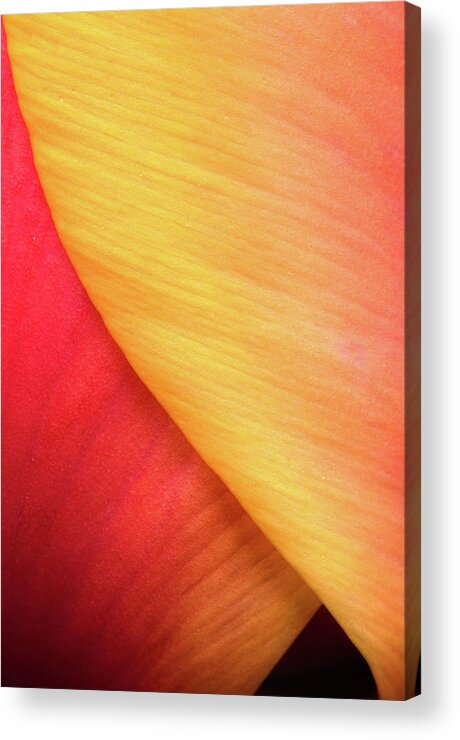 Tulip Acrylic Print featuring the photograph Pastel Curve by Michael Hubley
