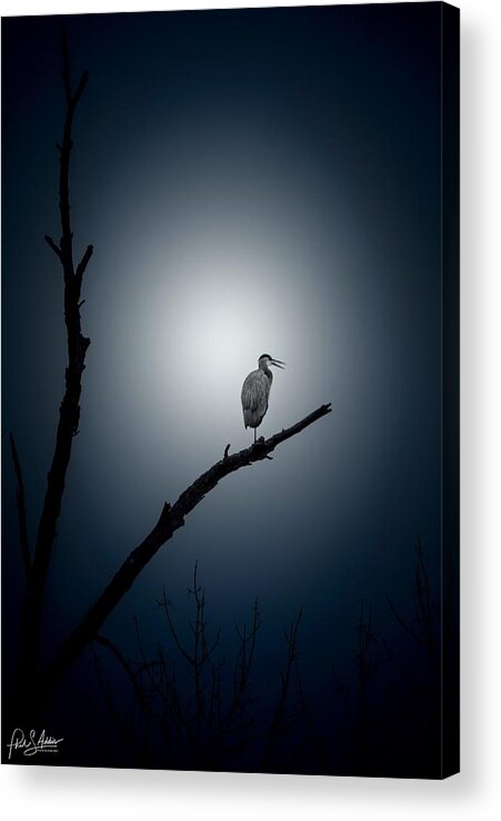 Blue Heron Acrylic Print featuring the photograph Perched by Phil S Addis