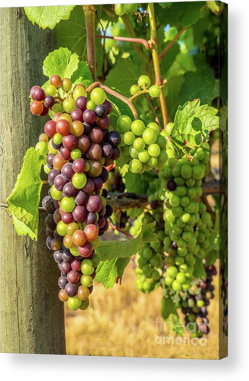 Vineyard Acrylic Print featuring the photograph Pinot Gris Willamette Valley Vineyard by Leslie Struxness