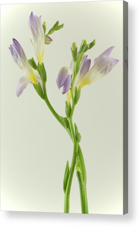 Yellow Acrylic Print featuring the photograph Purple and yellow crocus by Cordia Murphy