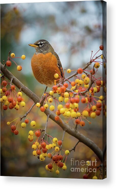 America Acrylic Print featuring the photograph Robin by Inge Johnsson