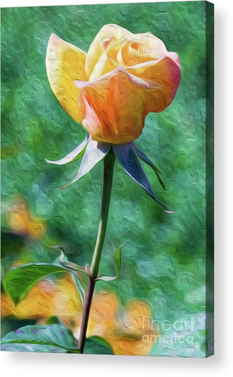 Flower Acrylic Print featuring the digital art Rose Prominence II by Kenneth Montgomery