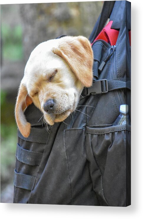 Puppy Acrylic Print featuring the photograph Sleepy Hiker Puppy by Michelle Wittensoldner