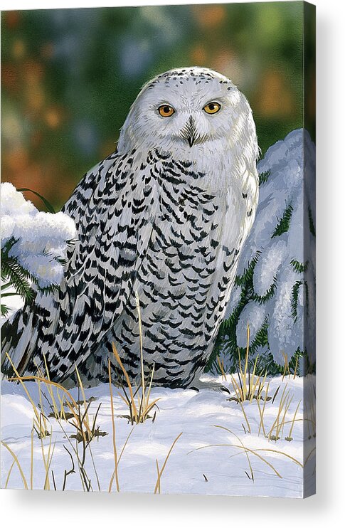 Snowy Owl Acrylic Print featuring the painting Snowy Owl by William Vanderdasson