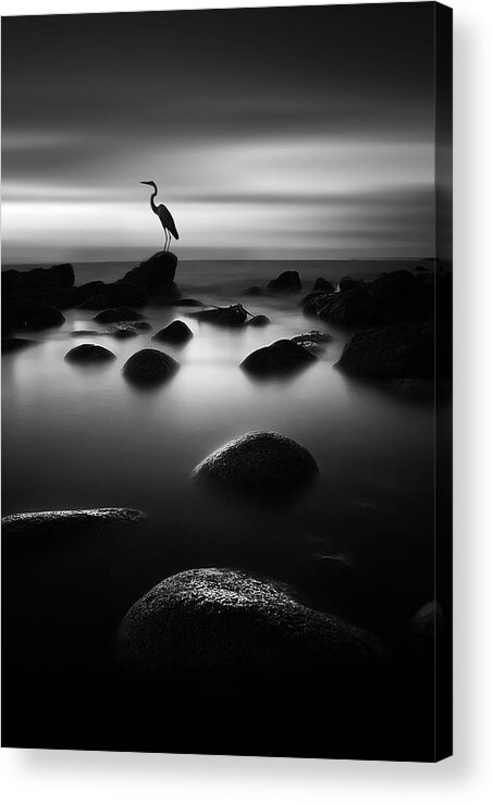 Heron Acrylic Print featuring the photograph Standing In The Darkness by Amaluddin