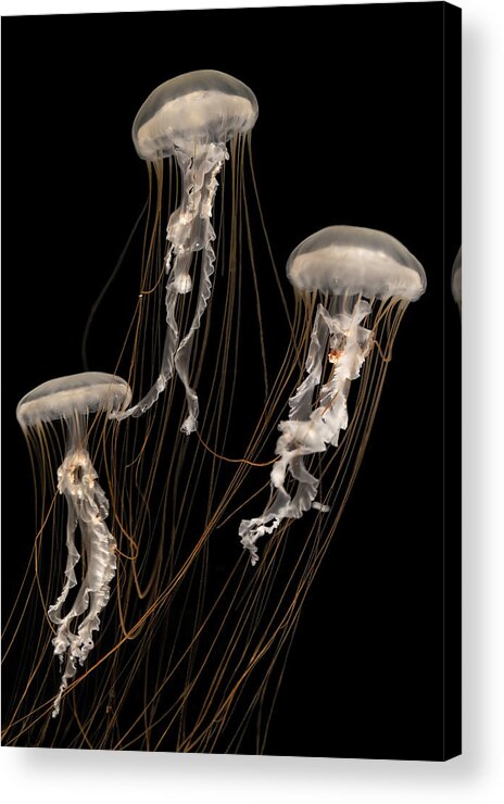 Jellyfish Acrylic Print featuring the photograph Strings Attached by C. Ray Roth