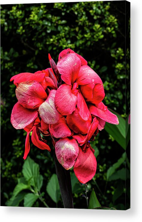 Summer Flower Acrylic Print featuring the photograph Summer Reds and Greens by Robert Ullmann