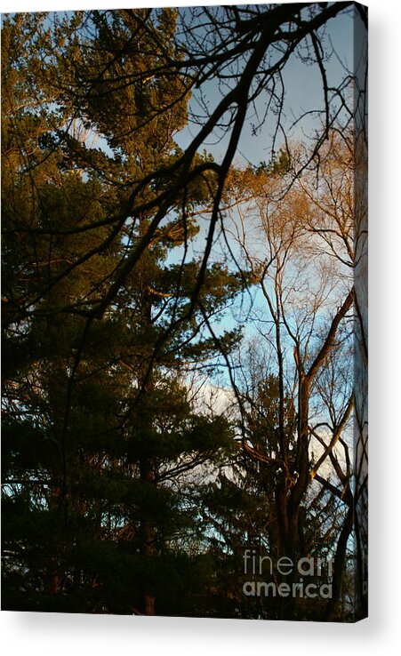 Nature Acrylic Print featuring the photograph Sunset Through the Branches by Frank J Casella