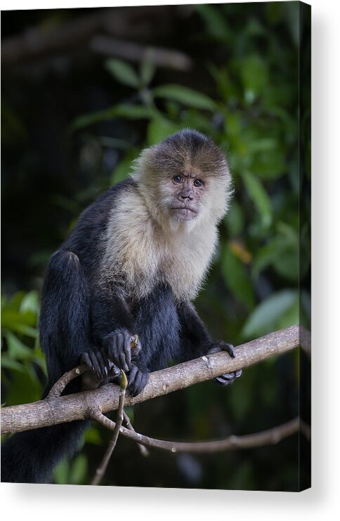 Wild Acrylic Print featuring the photograph The Portrait Of White-faced Capuchin by Li Chen