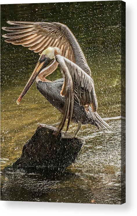 Nature Acrylic Print featuring the photograph Time to Dry Off No.1 by Steve DaPonte