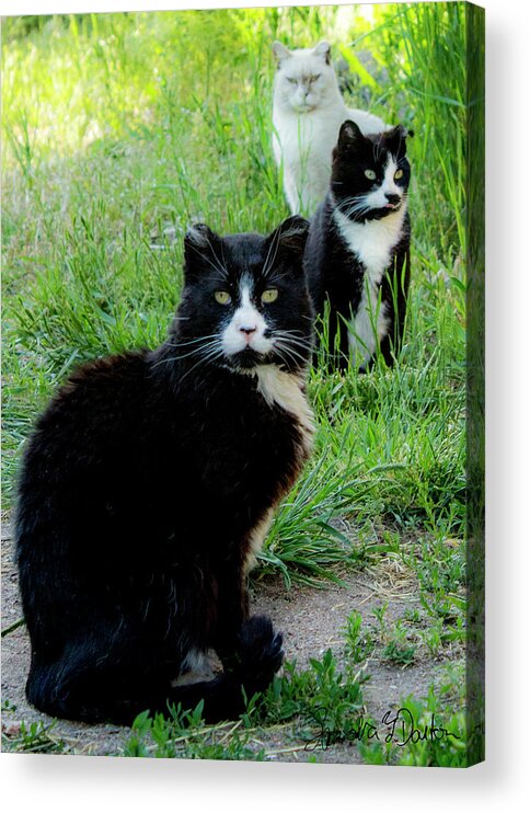 Cats Acrylic Print featuring the photograph Trio in the Grass by Sandra Dalton