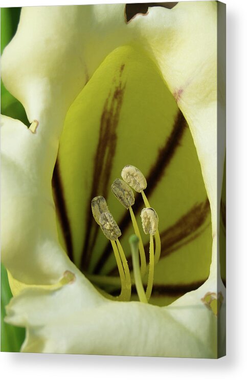 Flower Acrylic Print featuring the photograph White Bell Flower by Margaret Zabor