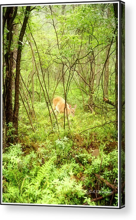 White-tailed Deer Acrylic Print featuring the photograph White-tailed Deer in a Misty, Pennsylvania Forest by A Macarthur Gurmankin
