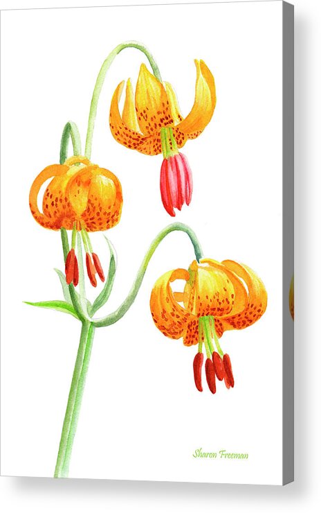 Tiger Lily Acrylic Print featuring the painting Wild Tiger Lilies by Sharon Freeman