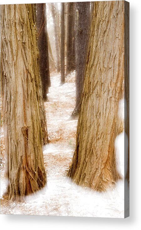 Toronto Acrylic Print featuring the photograph Winter Woods by Marlene Ford