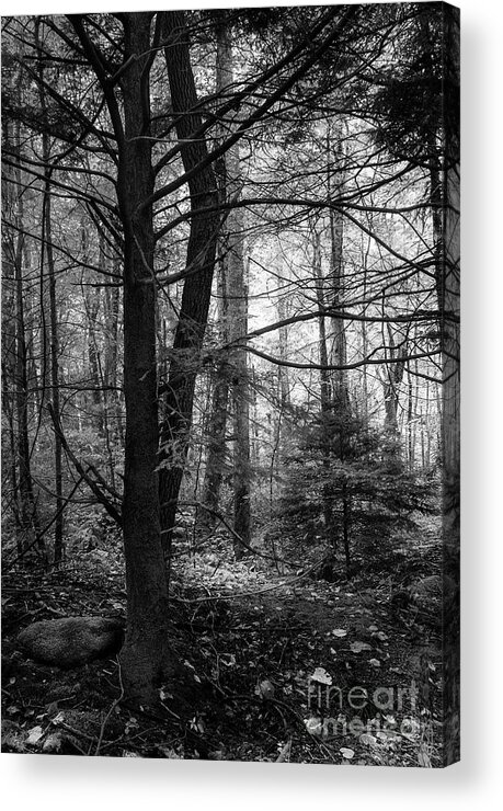 Forest Acrylic Print featuring the photograph Woodland Scene by Mike Eingle