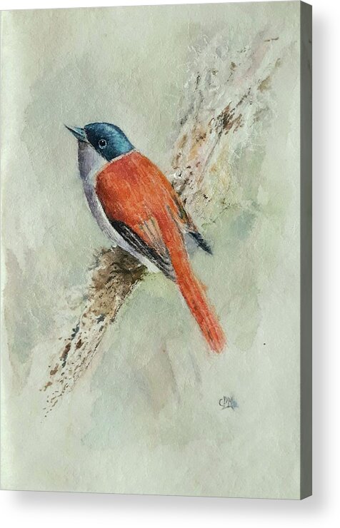 Watercolors Acrylic Print featuring the drawing Bird on a branch #1 by Carolina Prieto Moreno
