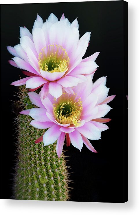 Echinopsis Acrylic Print featuring the photograph Double The Beauty #1 by Saija Lehtonen