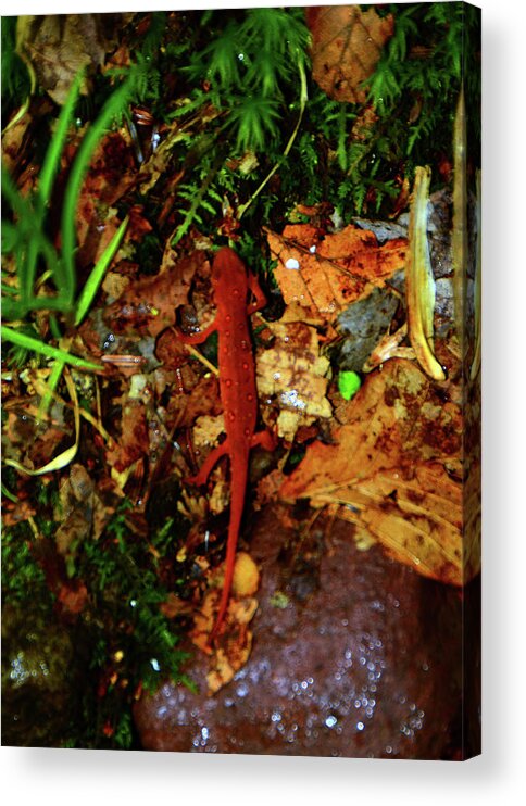 Eft On The Trail Acrylic Print featuring the photograph Eft on the Trail by Raymond Salani III