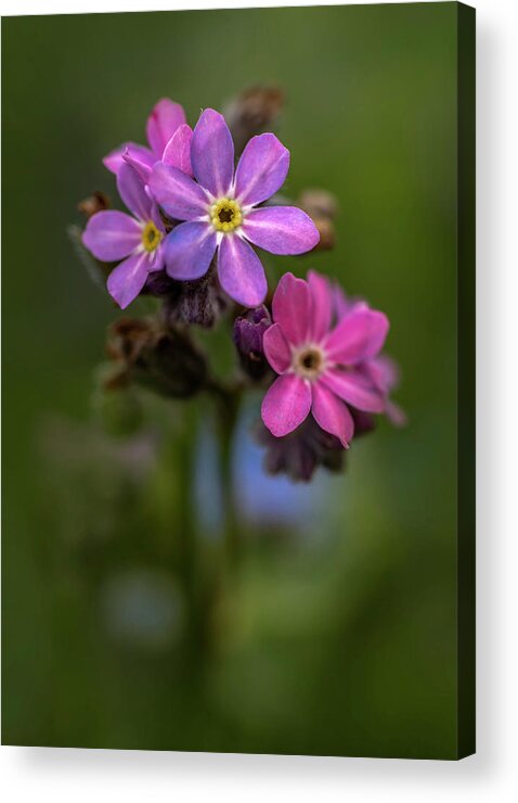  Flower Acrylic Print featuring the photograph Forget-me-not #1 by Jaroslaw Blaminsky