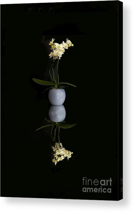 Orchid Acrylic Print featuring the photograph Orchid #1 by Diana Rajala