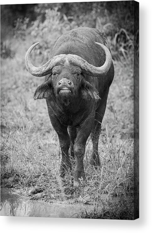 Buffalo Acrylic Print featuring the photograph Water Buffalo #1 by Maresa Pryor-Luzier