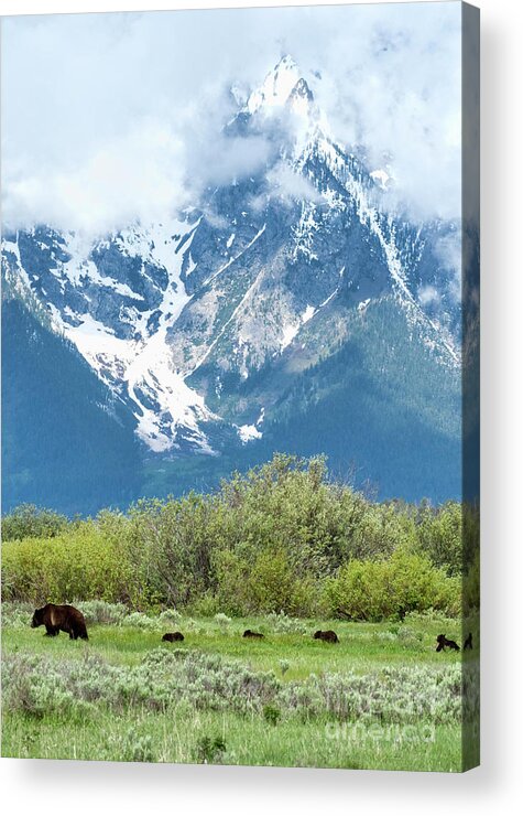 399 Acrylic Print featuring the photograph 399 and 4 cubs in Grand Teton National Park by Deby Dixon
