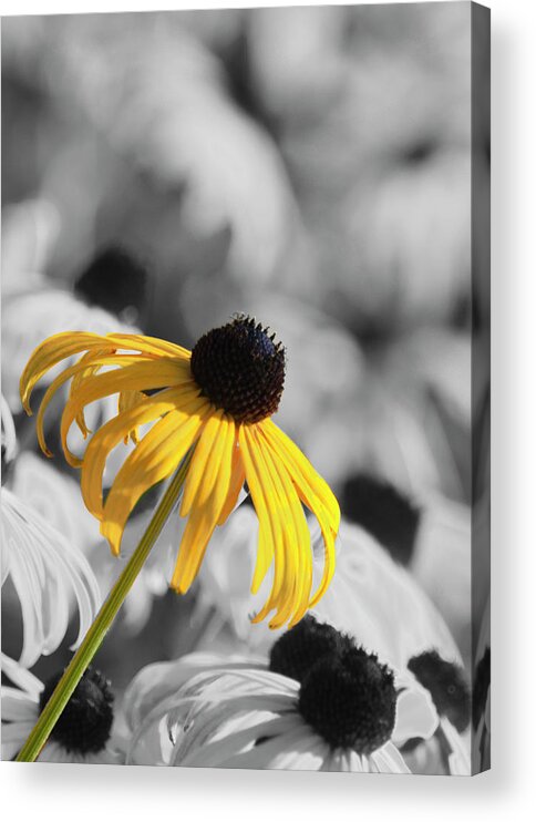 Wildflower Acrylic Print featuring the photograph Stand Out #4 by Cathy Kovarik
