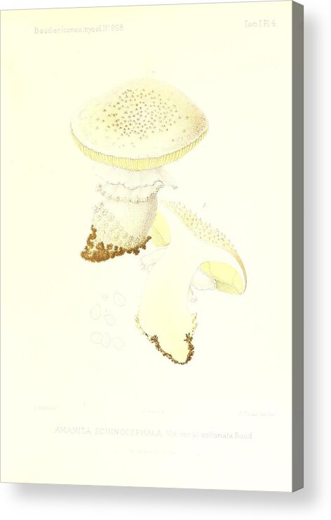 Amanita Acrylic Print featuring the mixed media Vintage, Poisonous and Fly Mushroom Illustrations #4 by World Art Collective