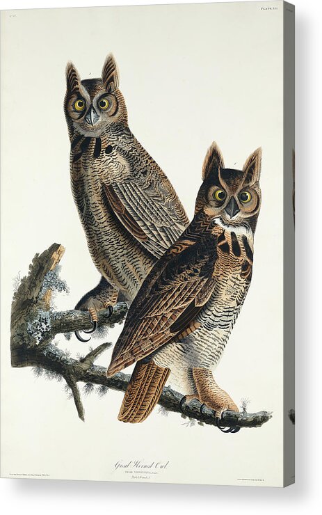 Audubon Birds Acrylic Print featuring the drawing Great Horned Owl #5 by John James Audubon