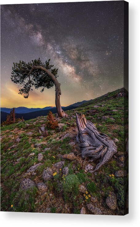 Trees Acrylic Print featuring the photograph Aged By Time by Darren White