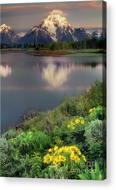 Dave Welling Acrylic Print featuring the photograph Arrowleaf Balsamrood Mount Moran Grand Tetons Np by Dave Welling