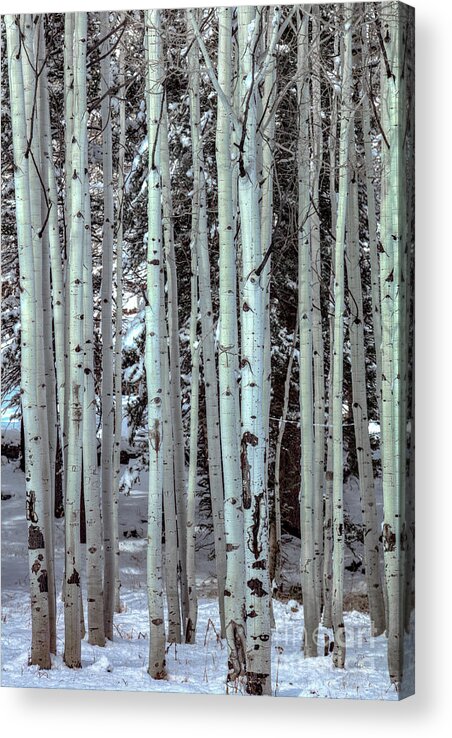 Aspen Trees Black And White Bark Acrylic Print featuring the photograph Aspen Trees Black and White Bark by Dustin K Ryan