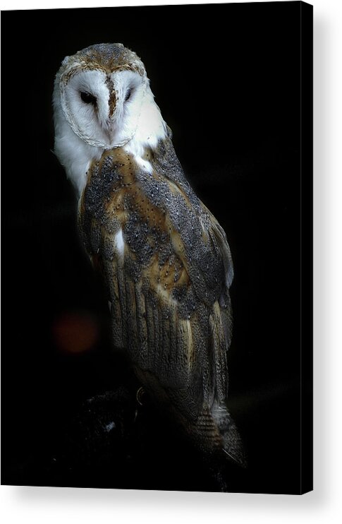 Owl Acrylic Print featuring the photograph Barn Owl Against a Black Background by James C Richardson