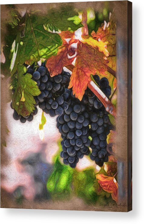 Harvest Acrylic Print featuring the photograph Before the Crush by Steph Gabler