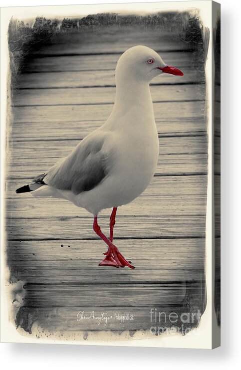 Seagull Acrylic Print featuring the photograph Bird on a Boardwalk by Chris Armytage