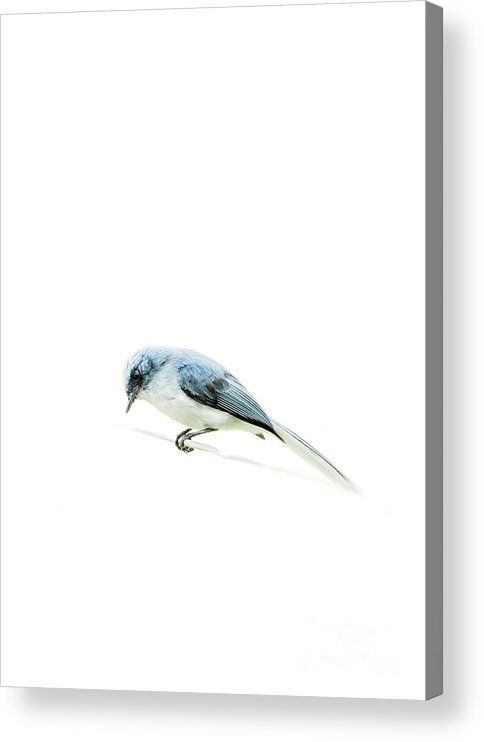 Birds Acrylic Print featuring the photograph Bird on a wire by Cameron Anderson Raffan