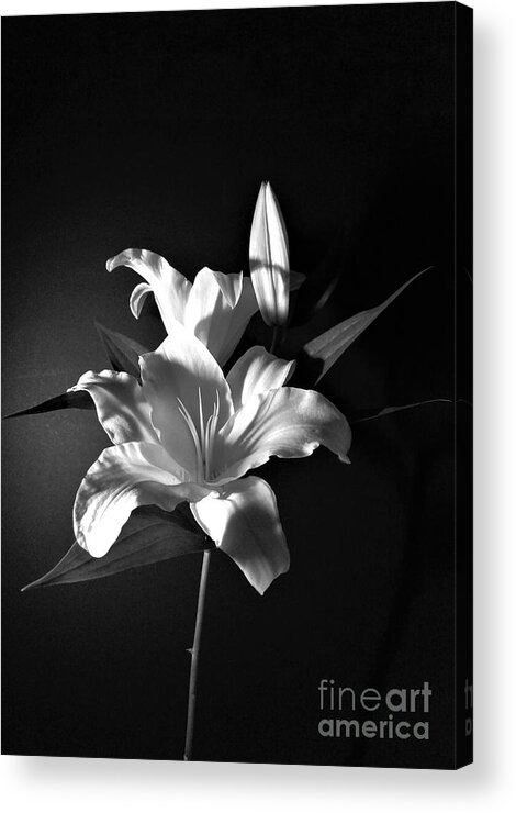 Black And White Acrylic Print featuring the photograph Black and White Lily Flower for Home Decor Wall Prints by Delynn Addams