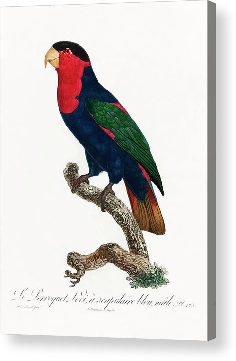 Black Capped Lory Acrylic Print featuring the mixed media Black Capped Lory by World Art Collective