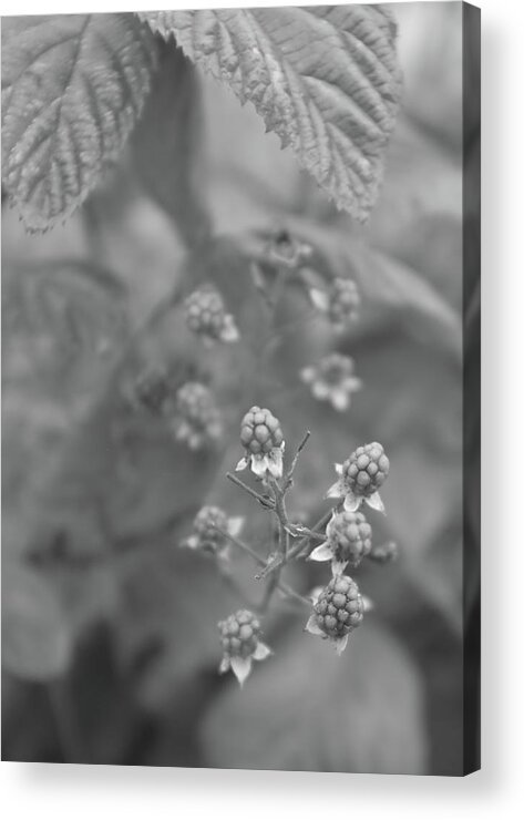 Blackberries Acrylic Print featuring the photograph Blackberries by Alan Norsworthy