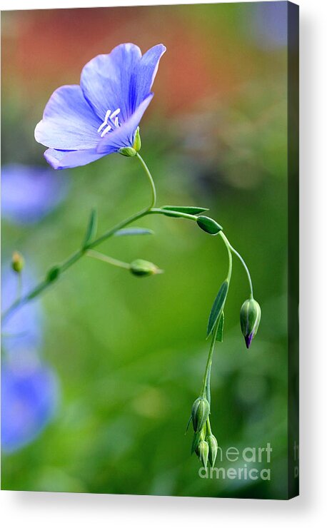 Flax Acrylic Print featuring the photograph Blue Flax and Buds by Steve Augustin