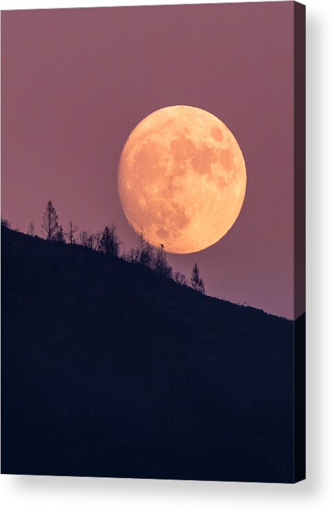 Nature Acrylic Print featuring the photograph Blue Moon by Shelby Erickson