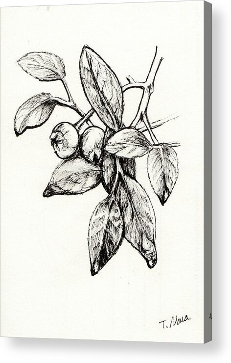 Black And White Acrylic Print featuring the drawing Blueberries After Rain by Tammy Nara