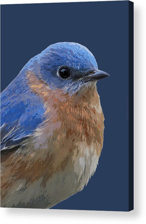 Bluebird Acrylic Print featuring the mixed media Bluebird On Blue by Judy Cuddehe