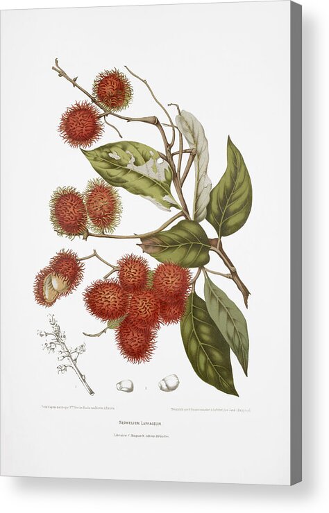 Vintage Plant Illustration Acrylic Print featuring the drawing Botanical art - Rambutan tree by Madame Berthe Hoola van Nooten