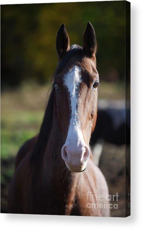 Rosemary Farm Acrylic Print featuring the photograph Bowie by Carien Schippers