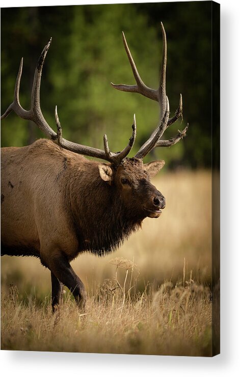 Cervus Elaphus Acrylic Print featuring the photograph Bull Elk by Maresa Pryor-Luzier